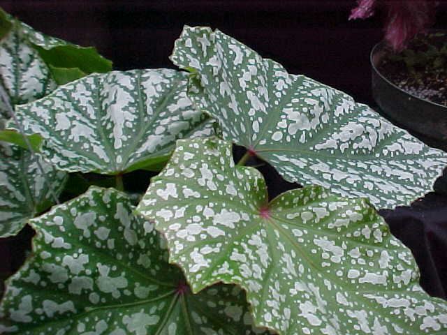 B. ‘Irish Lace’